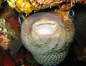 Porcupine Fish or Blowfish - Diodontidae