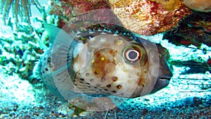 Porcupine Fish or Blowfish - Diodontidae