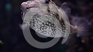 Porcupine Fish Close-Up: Intriguing Underwater Detail