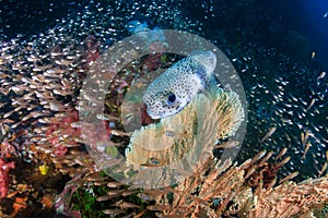 Porcupine Fish on a coral reef