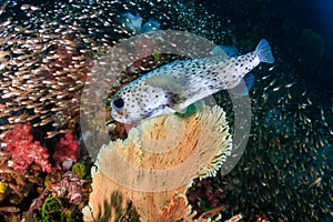 Porcupine Fish on a coral reef