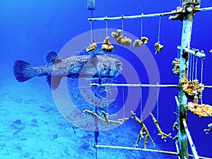 Porcupine fish in coral restoration nursery Bonaire