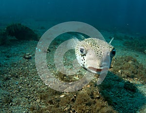 Porcupine Fish-Diodon hystix