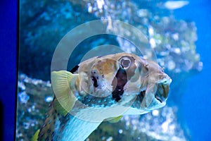 Porcupine fish (lat. Diodon antennatus) with an unusual muzzle and spikes on a dark background