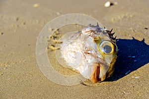 Porcupine fish washed up on the beach