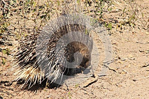 Porcupine - Free and Wild from Africa - Quills for Everyone