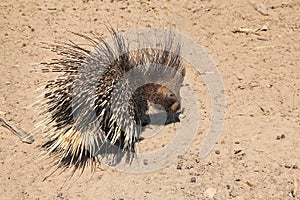 Porcupine - Free and Wild Porcupine from Africa - Black and White Quills