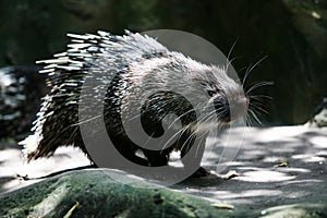 Porcupine Hystricidae (Hystrix cristata) stock photo