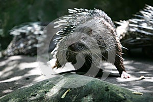 Porcupine Hystricidae (Hystrix cristata) stock photo