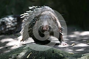 Porcupine Hystricidae (Hystrix cristata) stock photo