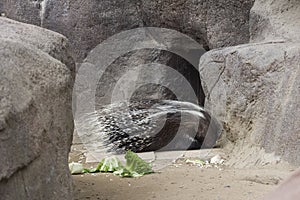 Porcupine Hystricidae resting after eating near his home.