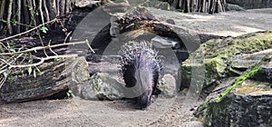 A porcupine (Hystricidae) in a zoo and animal park