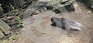 A porcupine (Hystricidae) in a zoo and animal park