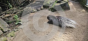 A porcupine (Hystricidae) in a zoo and animal park