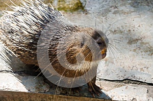 Porcupine (Hystricomorpha)