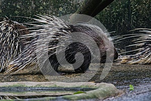 Porcupine Hystrix brachyura