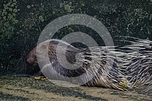 porcupine Hystrix brachyura photo