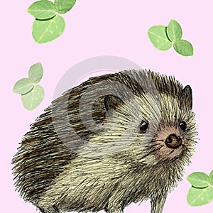 Porcupine illustration drawn with pen and digital color photo