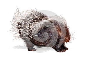 Porcupine Isolated on White