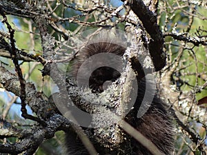 Porcupine in Lichen-covered Tree