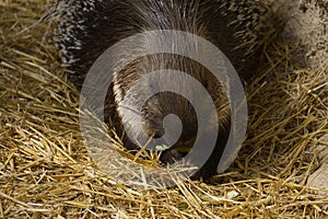 Porcupine in a natural park and animal reserve, located in the Sierra de Aitana, Alicante, Spain