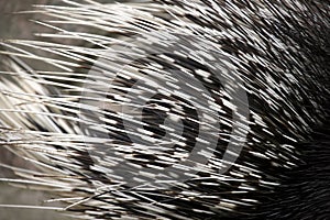 Porcupine needle close-up. Zoology and fauna of mammals