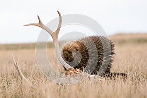 Porcupine nibbling on antlers