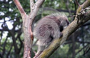 Porcupine out on a limb