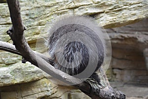 Porcupine