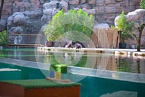 porcupine participates in a performance at the zoo