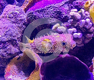 Porcupine puffer fish