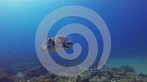 Porcupine Puffer Fish Close Up. Pufferfish Or Boxfish.Cute Critter & Calm Blue Sea