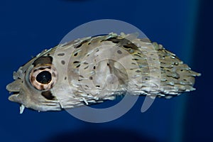 Porcupine Puffer fish Diodon holocanthus photo