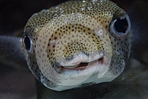 Porcupine Pufferfish