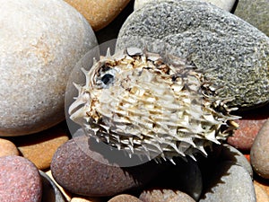 Porcupine Pufferfish 2