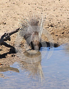 Porcupine Quills - Free and Wild Wildlife from Africa