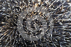 porcupine quills or prickly protective hedgehog needles