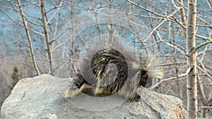 Porcupine rodent on high alert with raised quills - Matanuska River Alaska USA