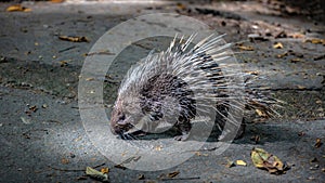 Porcupine Rodents And Sharp Spines Wildlife Animal