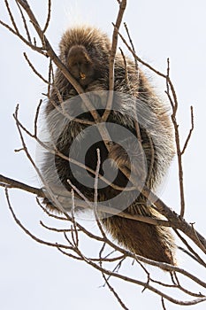 Porcupine sitting on a tree branch photo