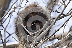 A Porcupine sitting in a tree eating twigs in spring in Canada