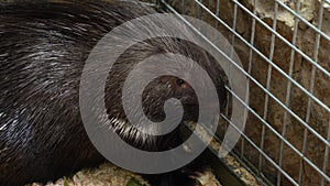 A porcupine sitting in a zoo cage.