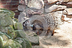 Porcupine on the stone backgroung