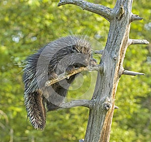 Porcupine in tree close up portrait