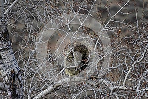 Porcupine In A Tree Natural Habitat