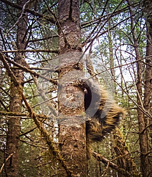 Porcupine up in a spruce tree