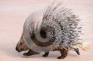 Porcupine walking photo