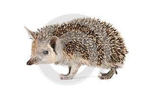 Porcupine on a white background photo