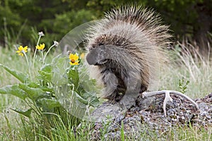 American porcupine quills defense wildlife