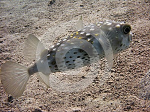 Porcupinefish